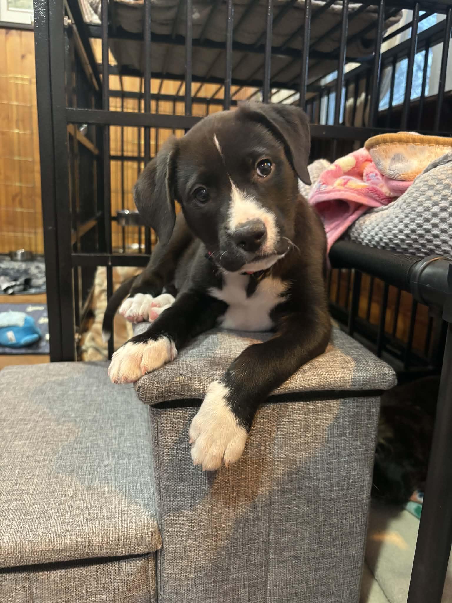 Piper, a Adoptable mixed breed in Mechanicsburg, PA image 1/3