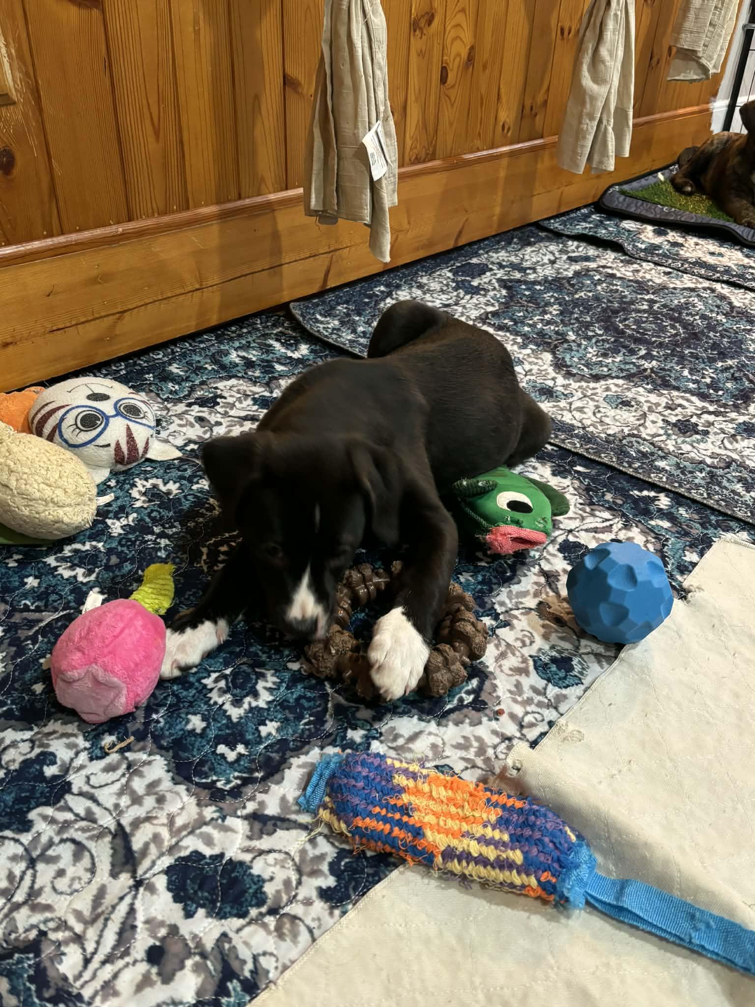 Piper, a Adoptable mixed breed in Mechanicsburg, PA image 2/3