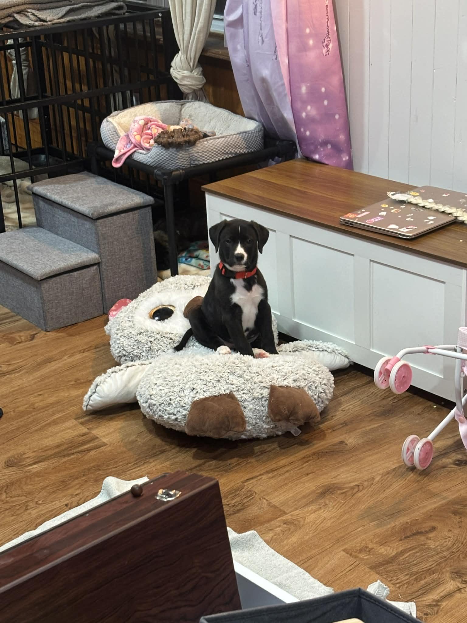 Piper, a Adoptable mixed breed in Mechanicsburg, PA image 3/3