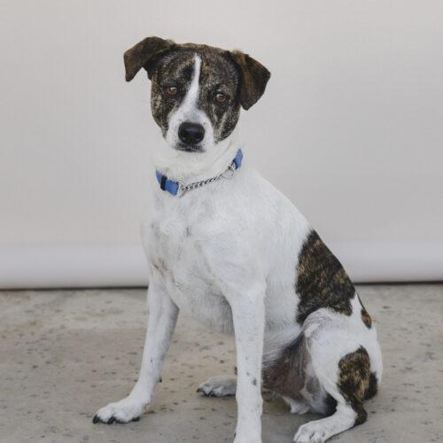 Spot, Adoptable, Young Male Rat Terrier & Mixed Breed.