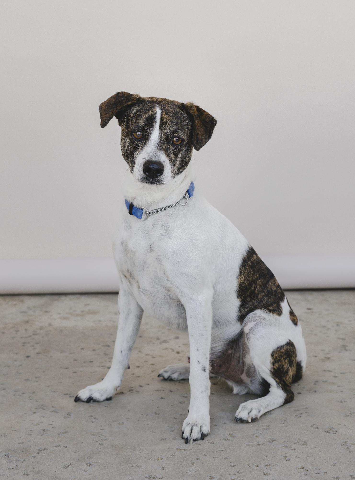 Spot, Adoptable, Young Male Rat Terrier & Mixed Breed.
