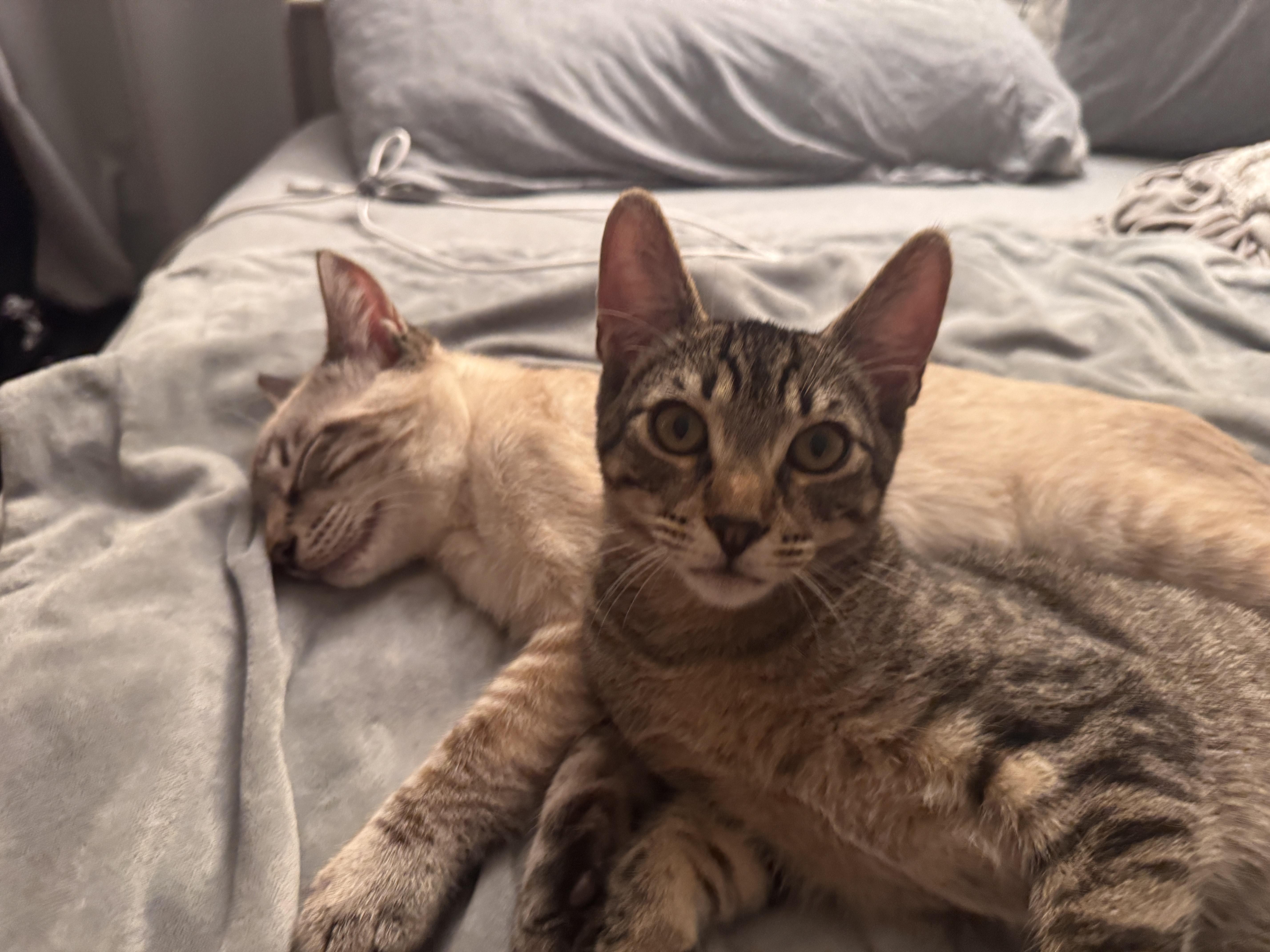 Joey & Leonard, a Adoptable Domestic Short Hair in Oakland, CA image 4/6