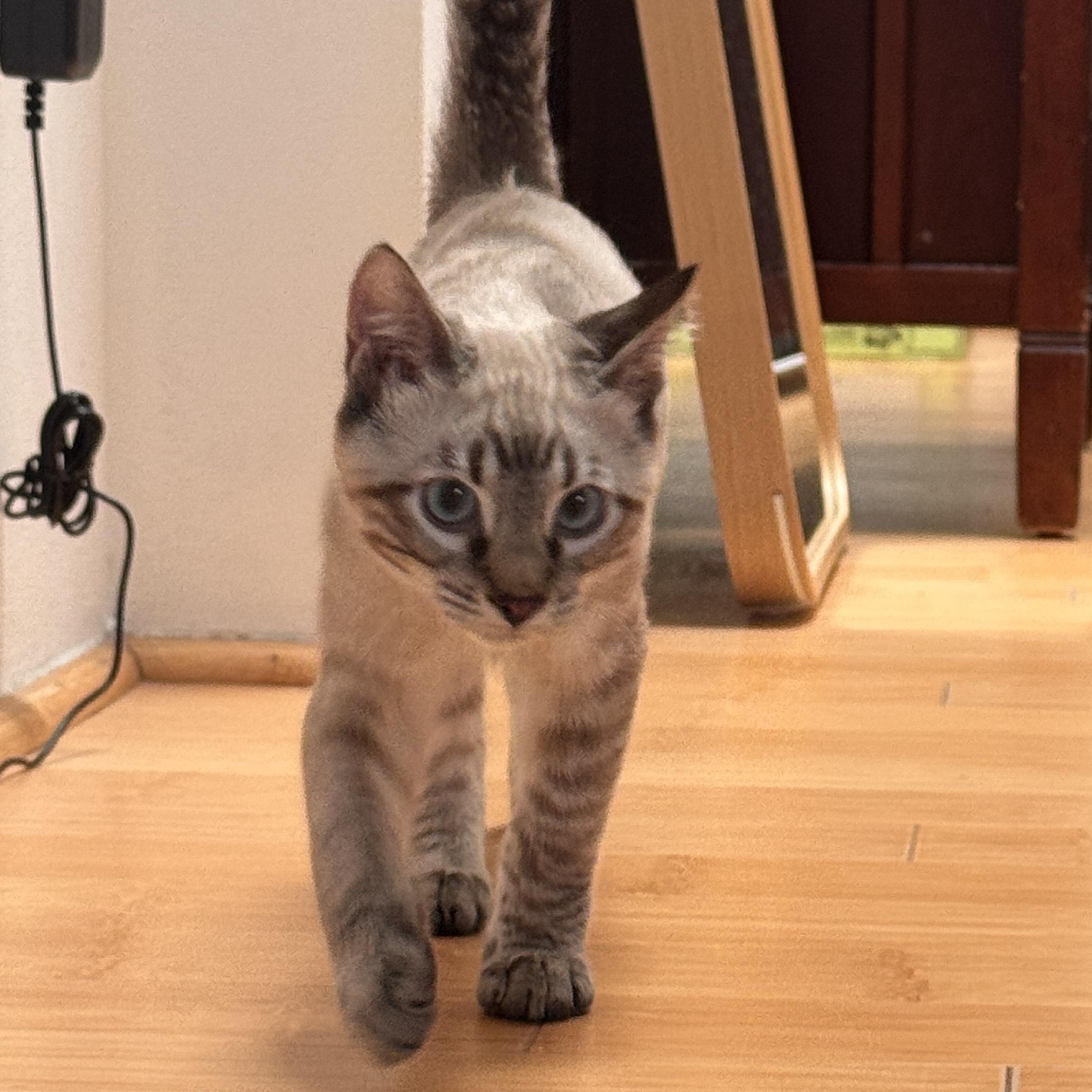 Joey & Leonard, a Adoptable Domestic Short Hair in Oakland, CA image 3/6