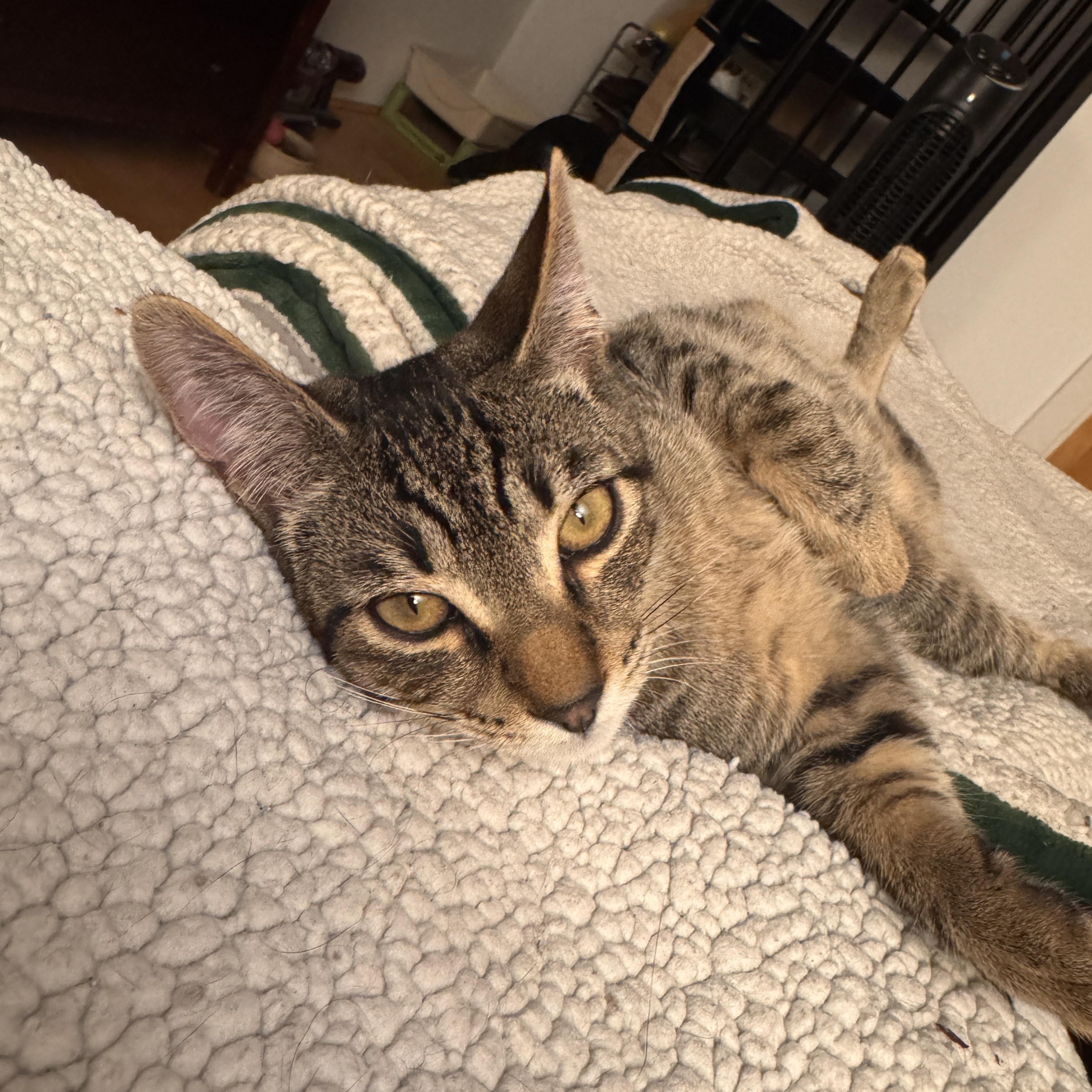 Joey & Leonard, a Adoptable Domestic Short Hair in Oakland, CA image 6/6