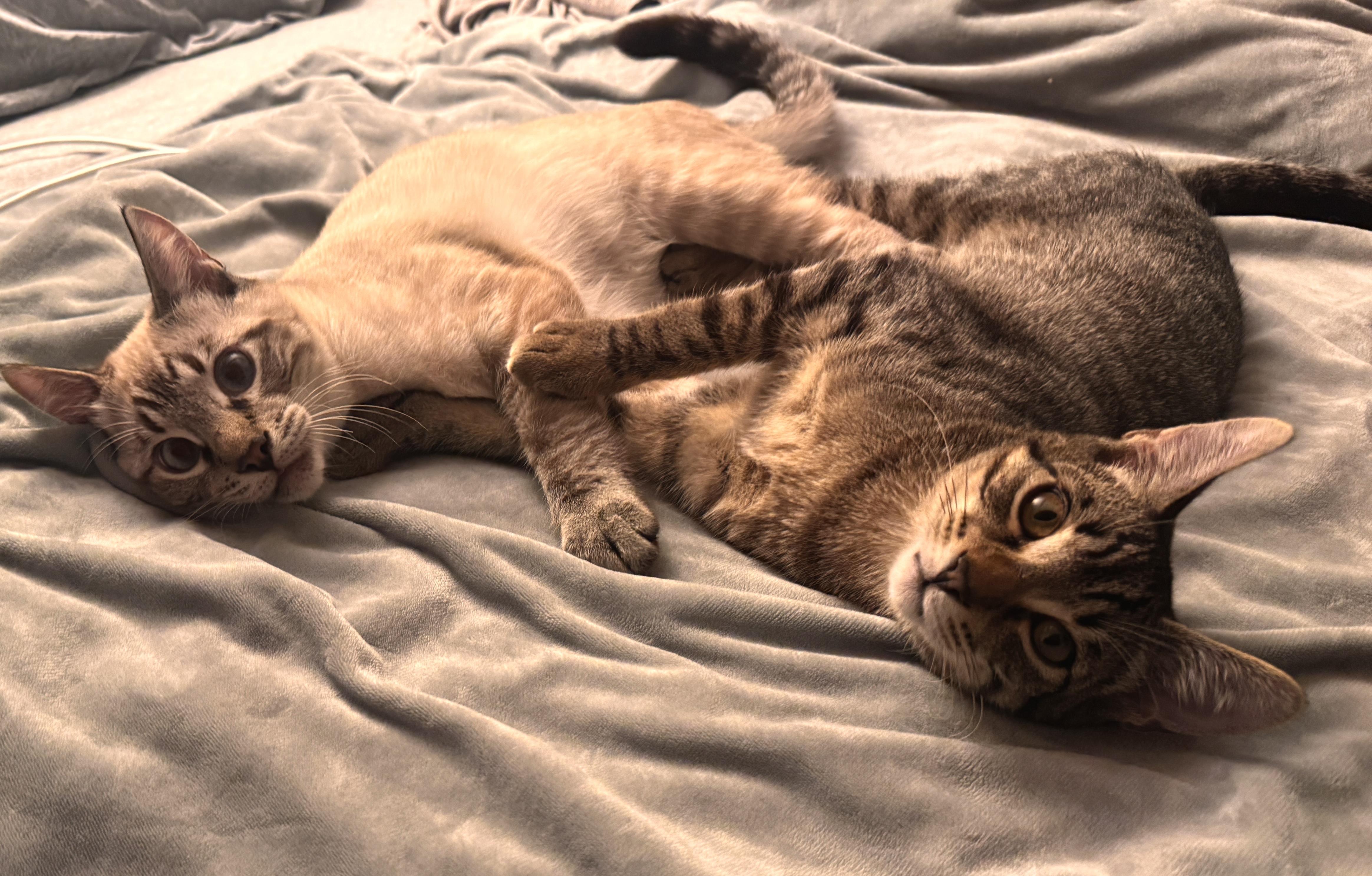 Joey & Leonard, Adoptable, Young Male Domestic Short Hair.