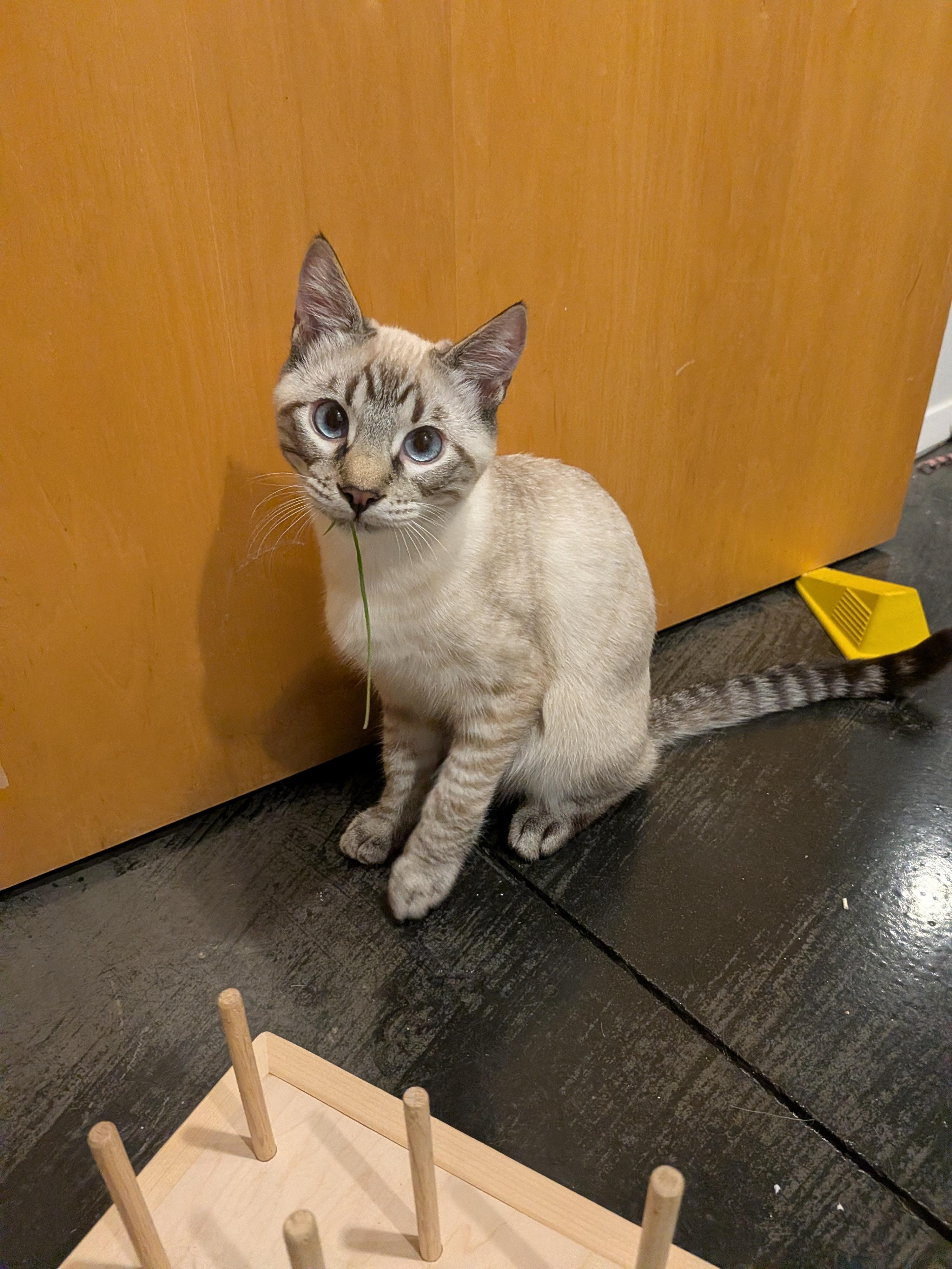 Joey & Leonard, a Adoptable Domestic Short Hair in Oakland, CA image 5/6