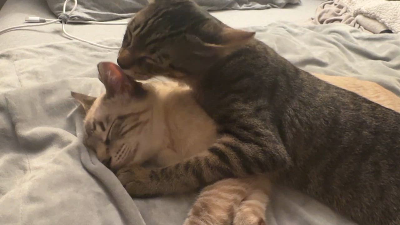 Enlarge Joey & Leonard, a Adoptable Domestic Short Hair in Oakland, CA video 2/6