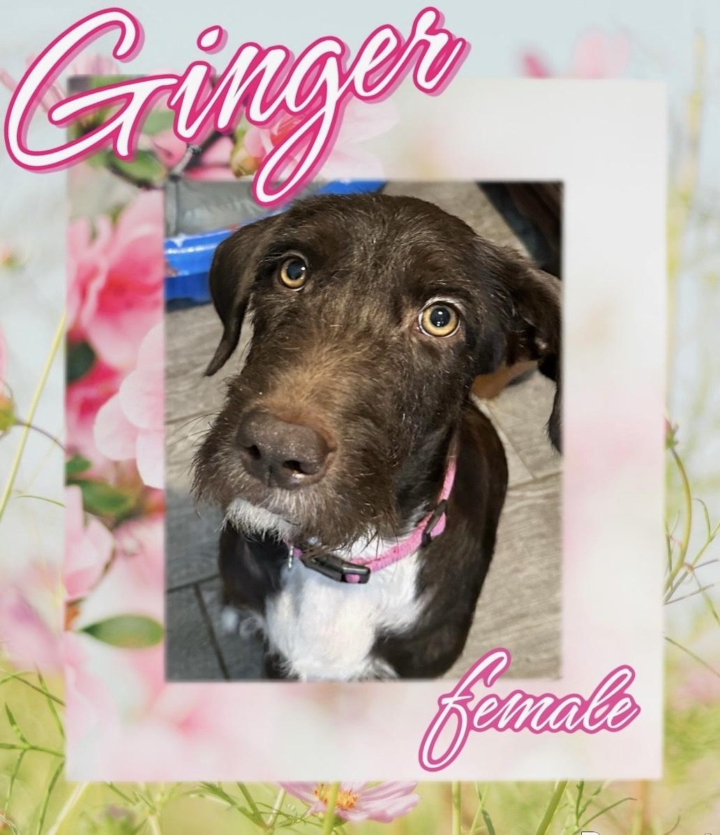 Ginger, adopted, Adult Female Airedale Terrier.