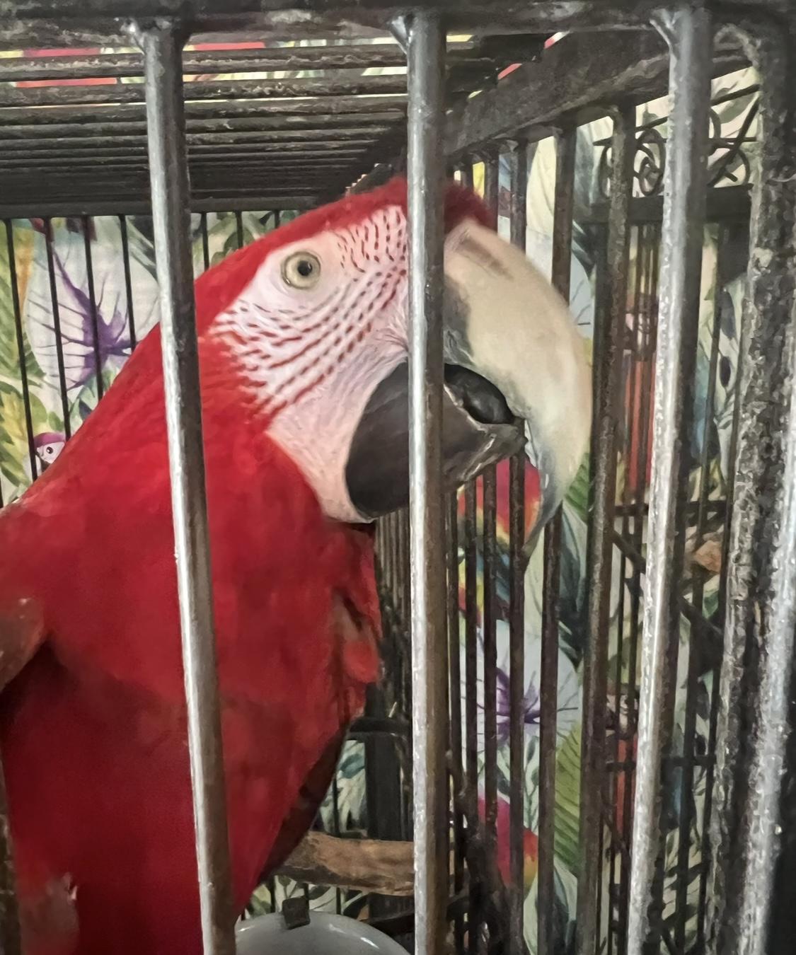 Enlarge Macaw Sisters Ming and Butch, a Adoptable Macaw in Redding, CA image 3/5