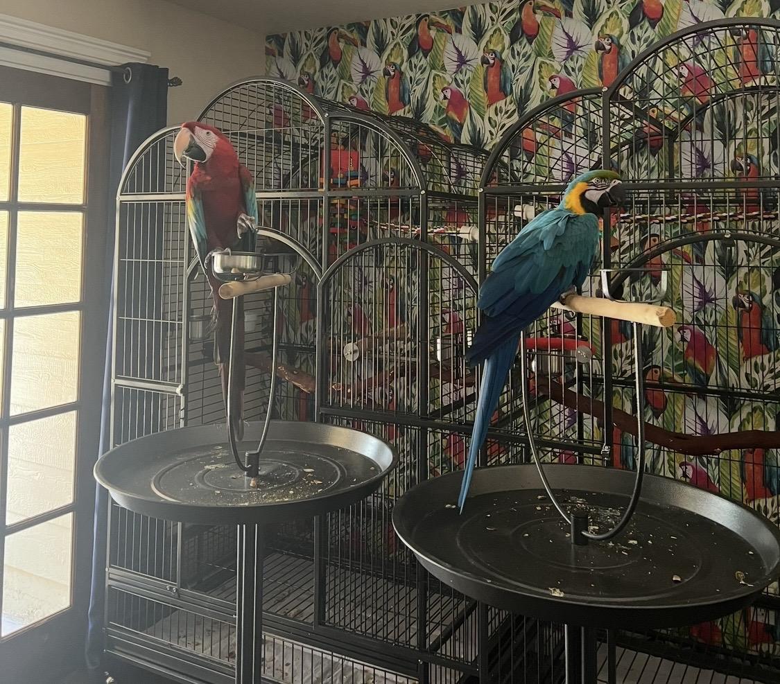 Macaw Sisters Ming and Butch, Adoptable, Adult Female Macaw.