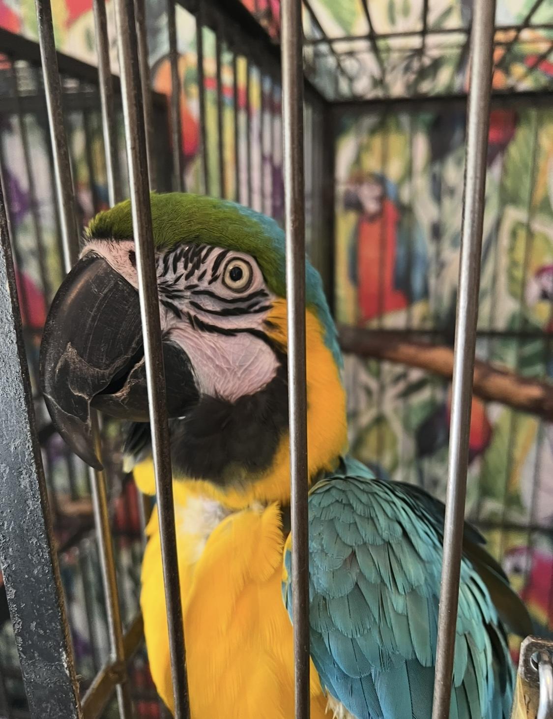 Macaw Sisters Ming and Butch