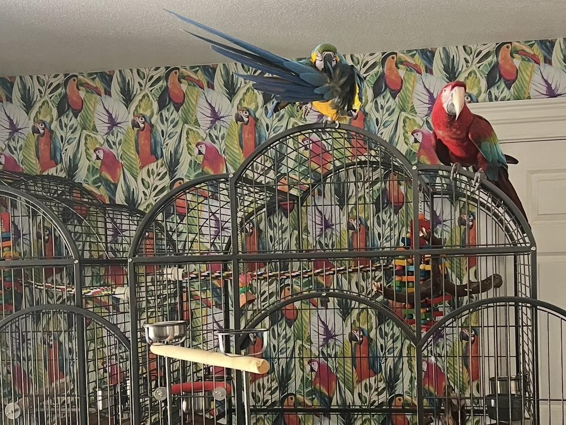 Enlarge Macaw Sisters Ming and Butch, a Adoptable Macaw in Redding, CA image 5/5