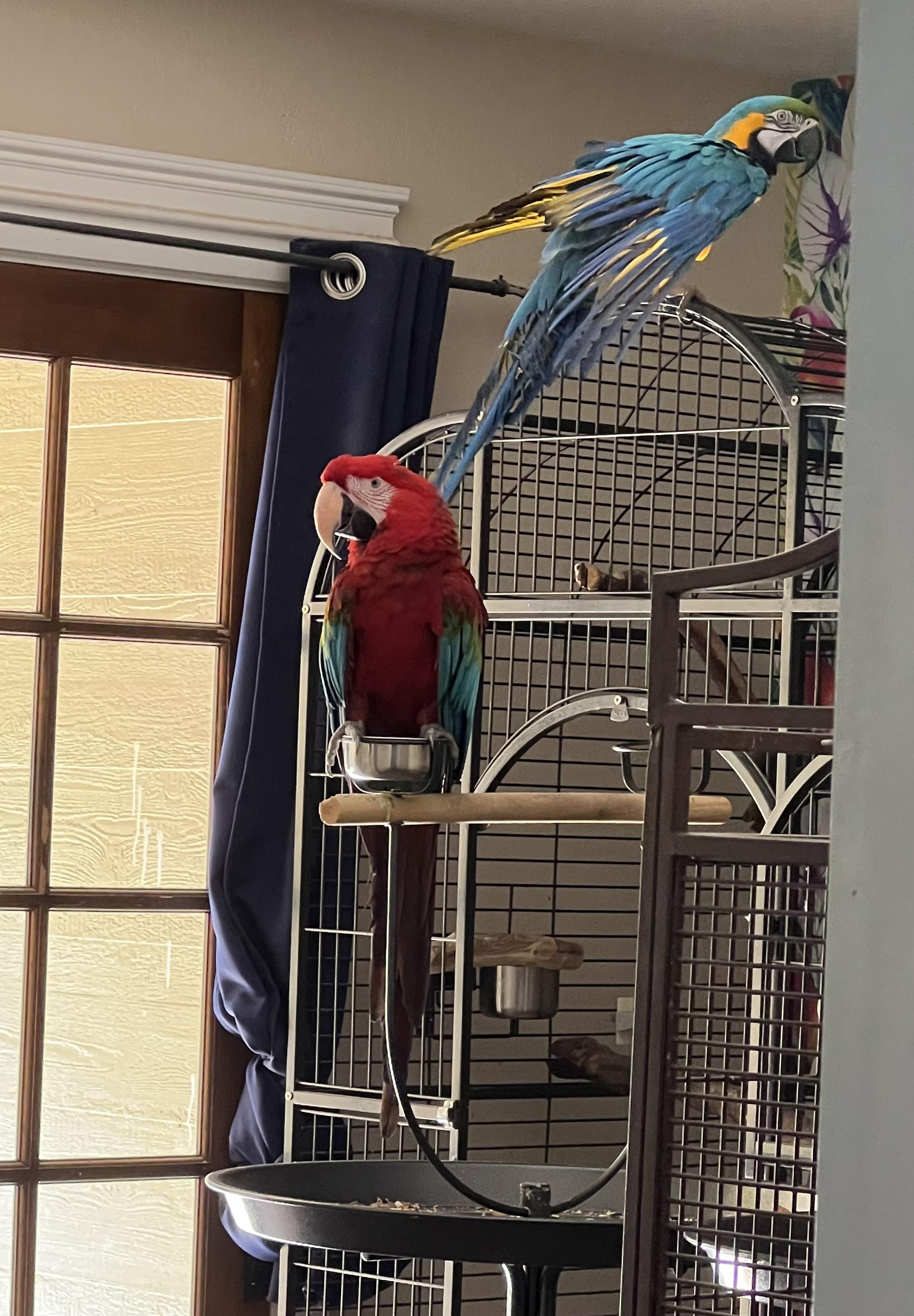 Enlarge Macaw Sisters Ming and Butch, a Adoptable Macaw in Redding, CA image 2/5