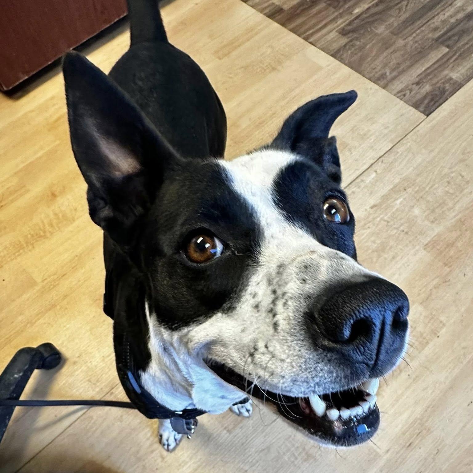 JoJo, a ADOPTABLE mixed breed in Washington, PA image 4/5