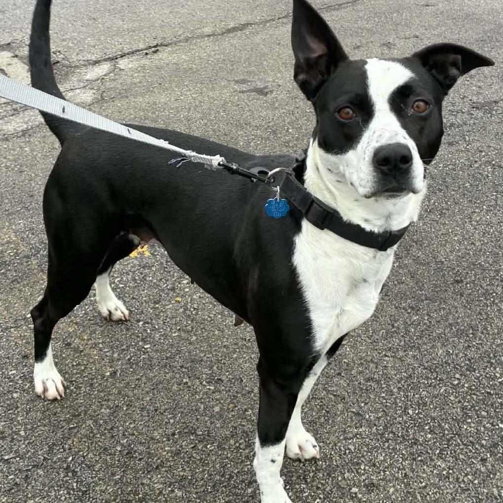 JoJo, a ADOPTABLE mixed breed in Washington, PA image 5/5