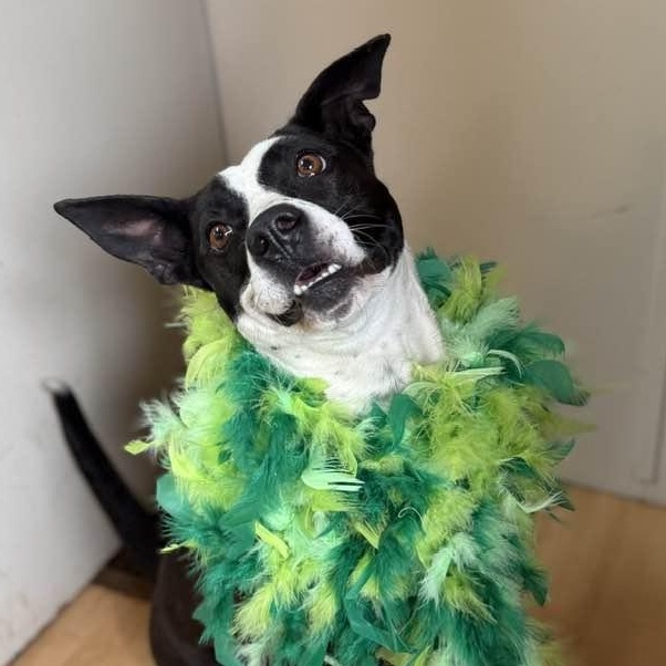 Enlarge JoJo, a ADOPTABLE mixed breed in Washington, PA image 2/6