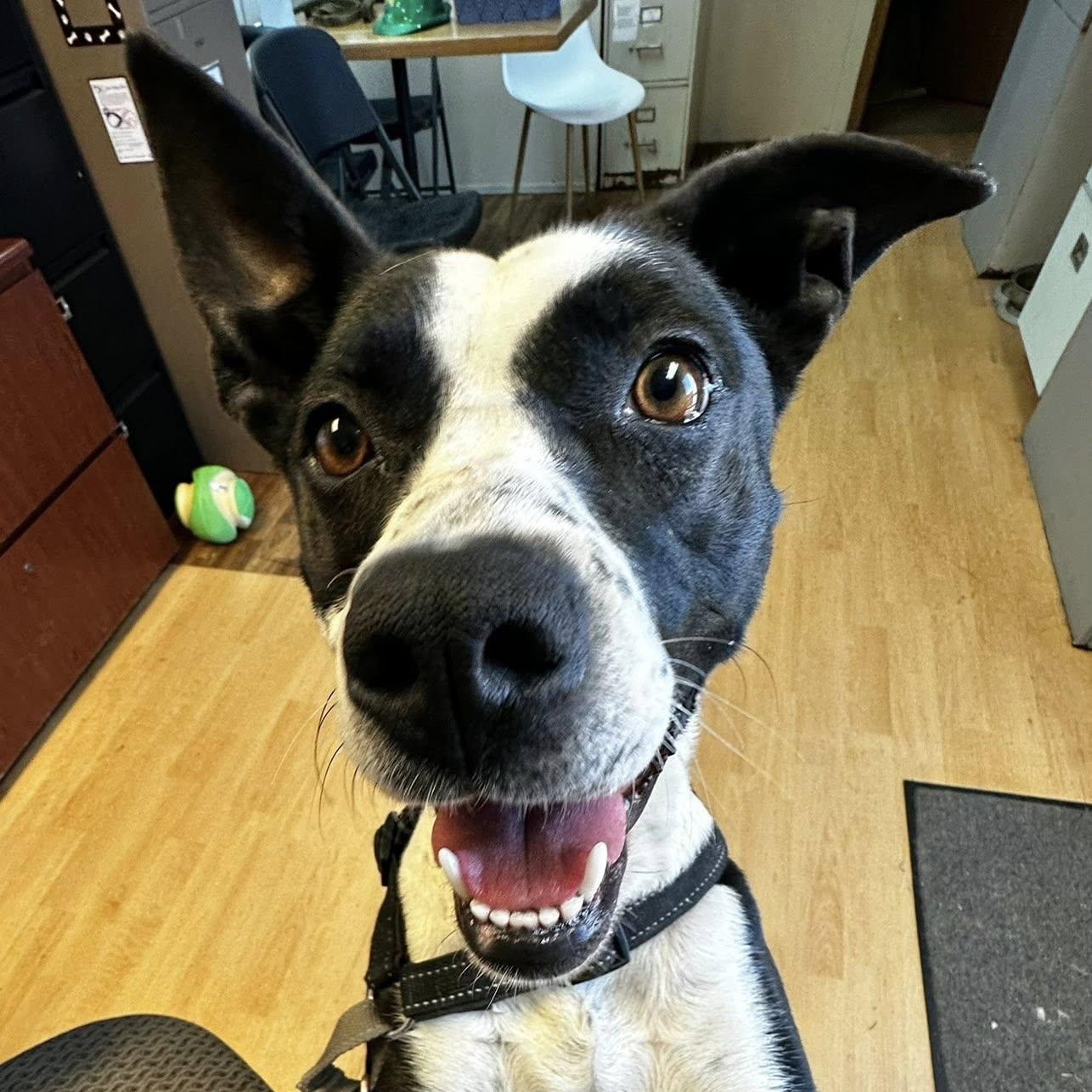 JoJo, a ADOPTABLE mixed breed in Washington, PA image 2/5