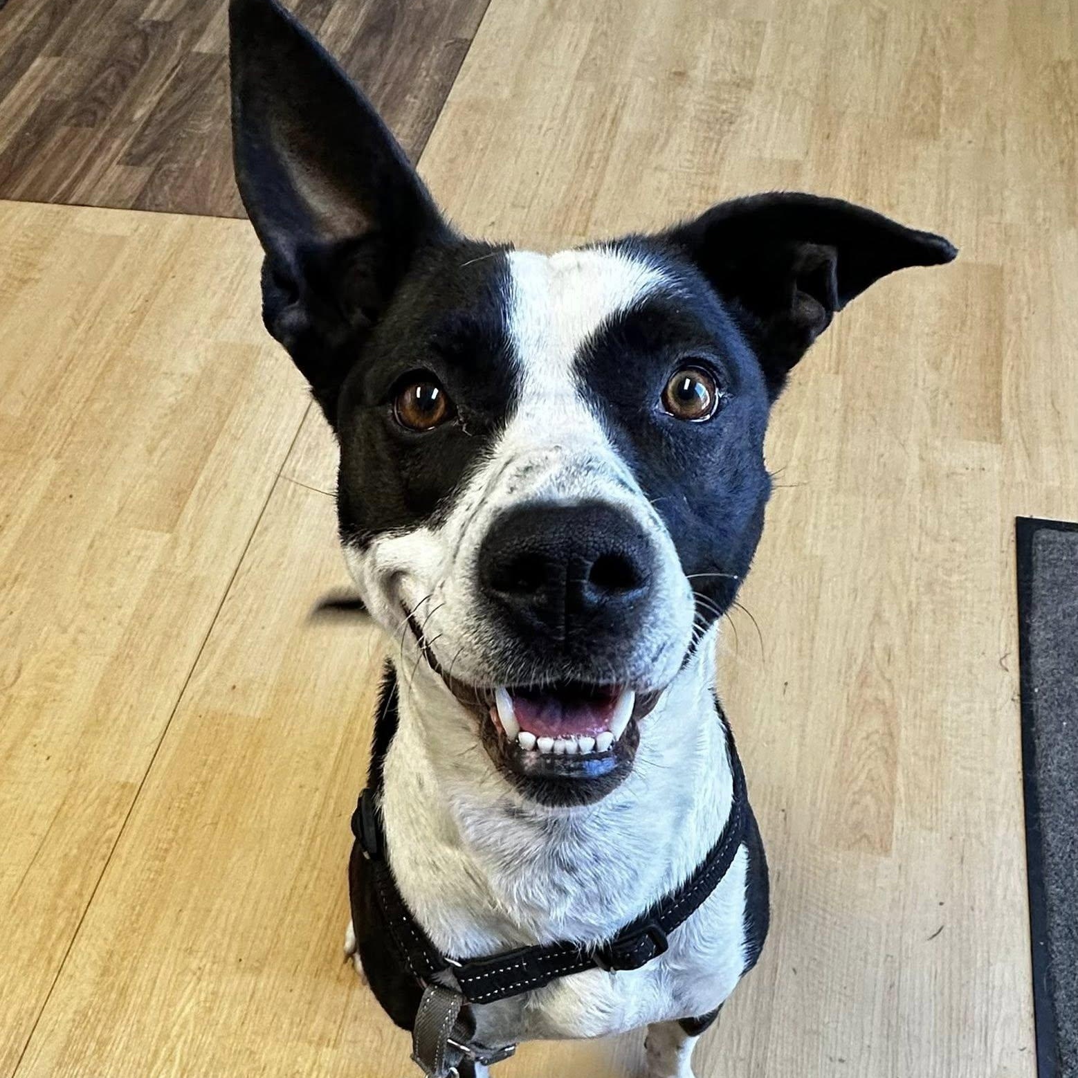 JoJo, a ADOPTABLE mixed breed in Washington, PA image 1/5