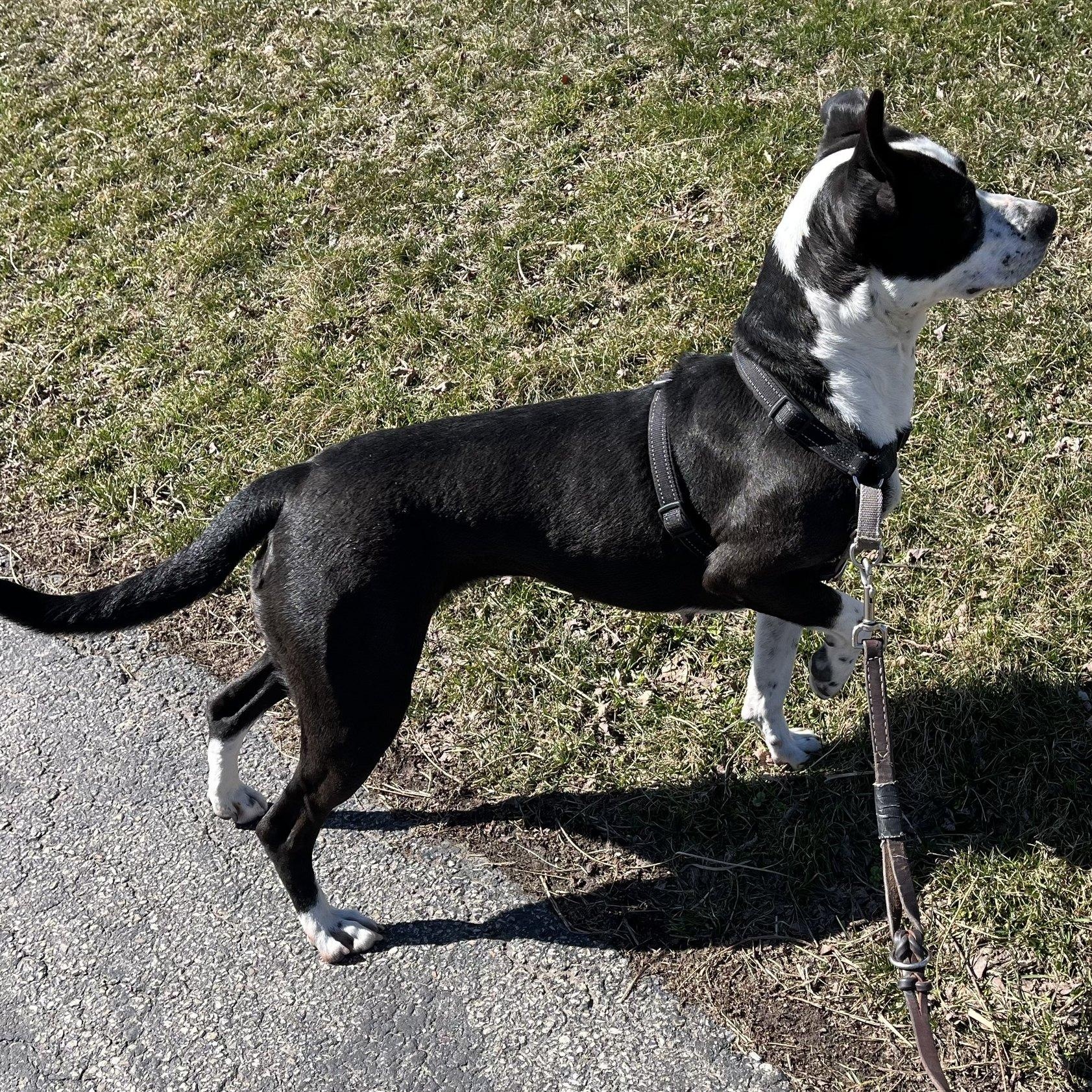 JoJo, a ADOPTABLE mixed breed in Washington, PA image 3/5