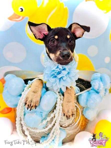 Enlarge Omega, a ADOPTABLE mixed breed in Winchester, KY image 2/3