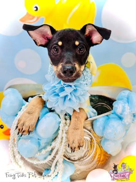 Enlarge Omega, a ADOPTABLE mixed breed in Winchester, KY image 3/3
