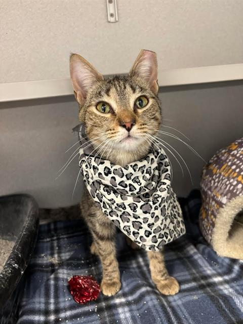 Frida Kahlo, Adult Female Domestic Short Hair