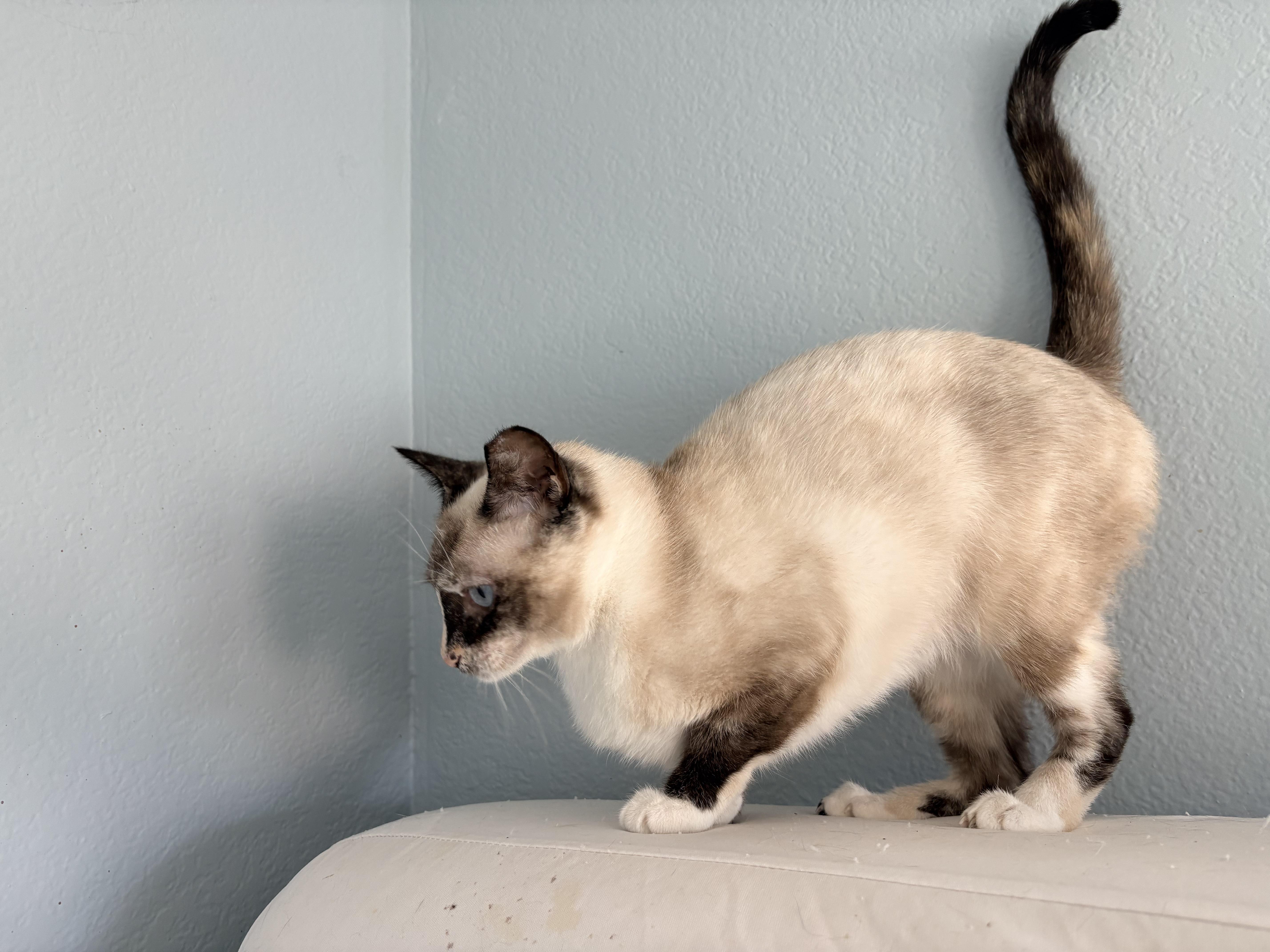 Estrella, a Adoptable mixed breed in Hayward, CA image 5/6