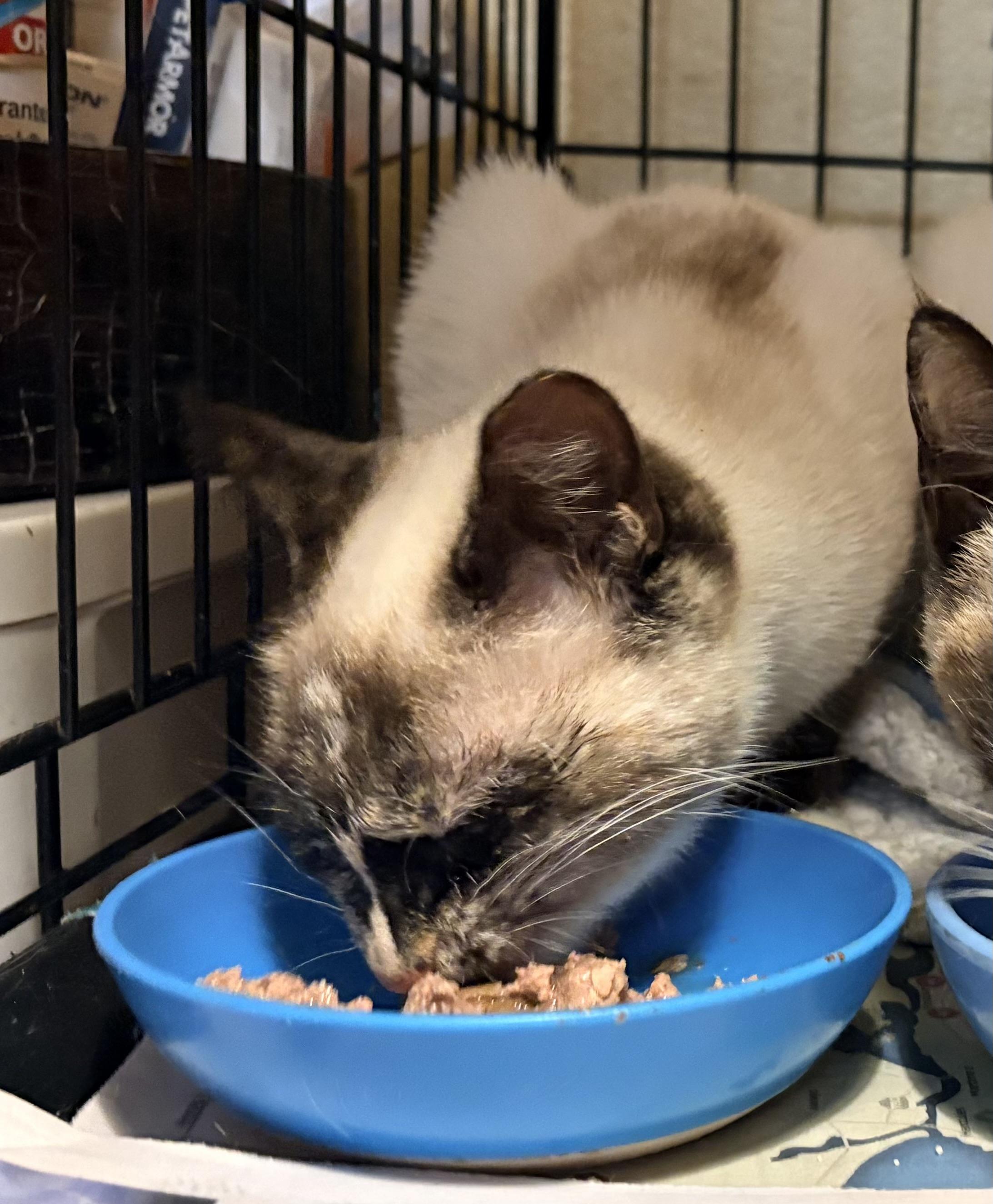 Estrella, a Adoptable mixed breed in Hayward, CA image 3/6