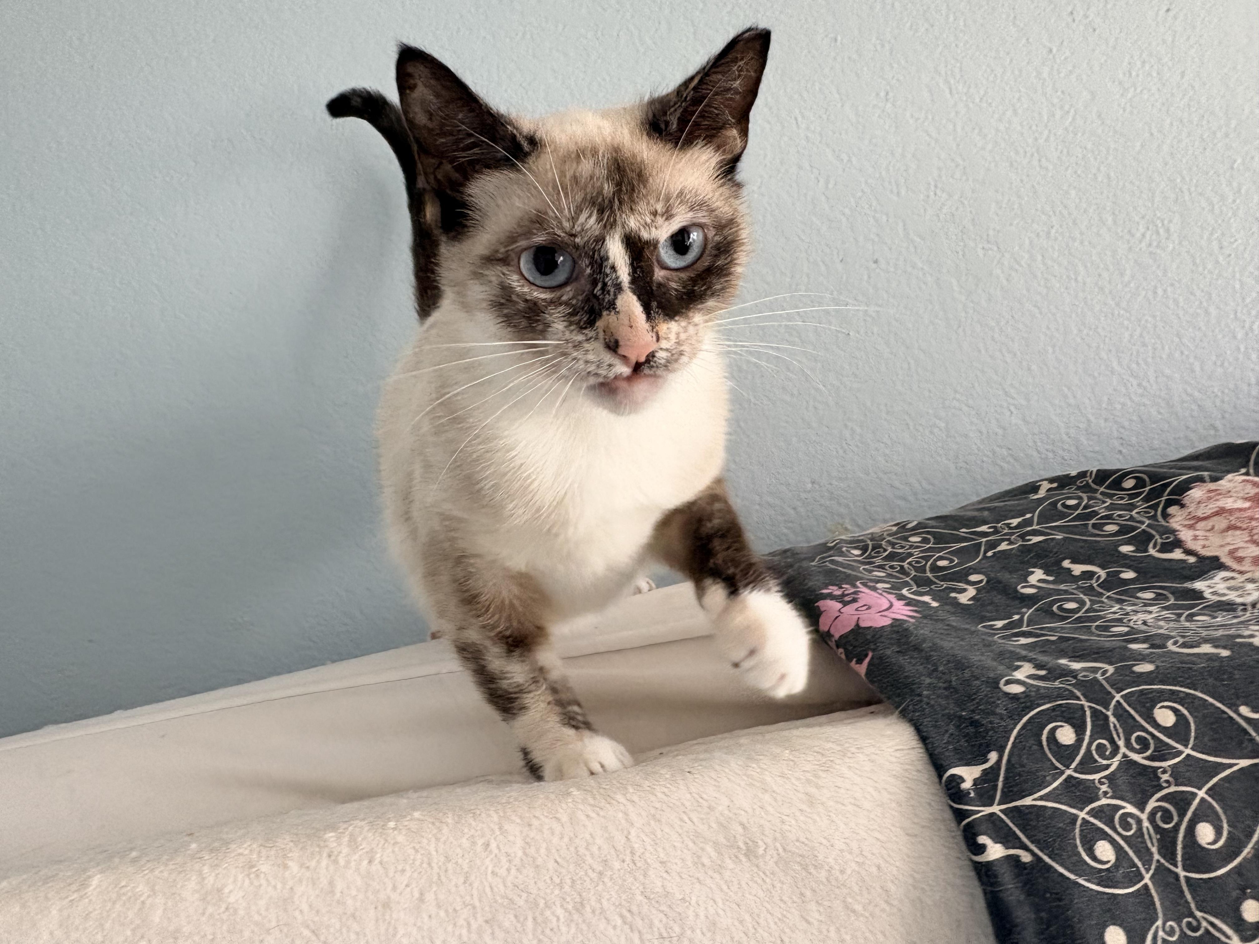 Estrella, a Adoptable mixed breed in Hayward, CA image 6/6