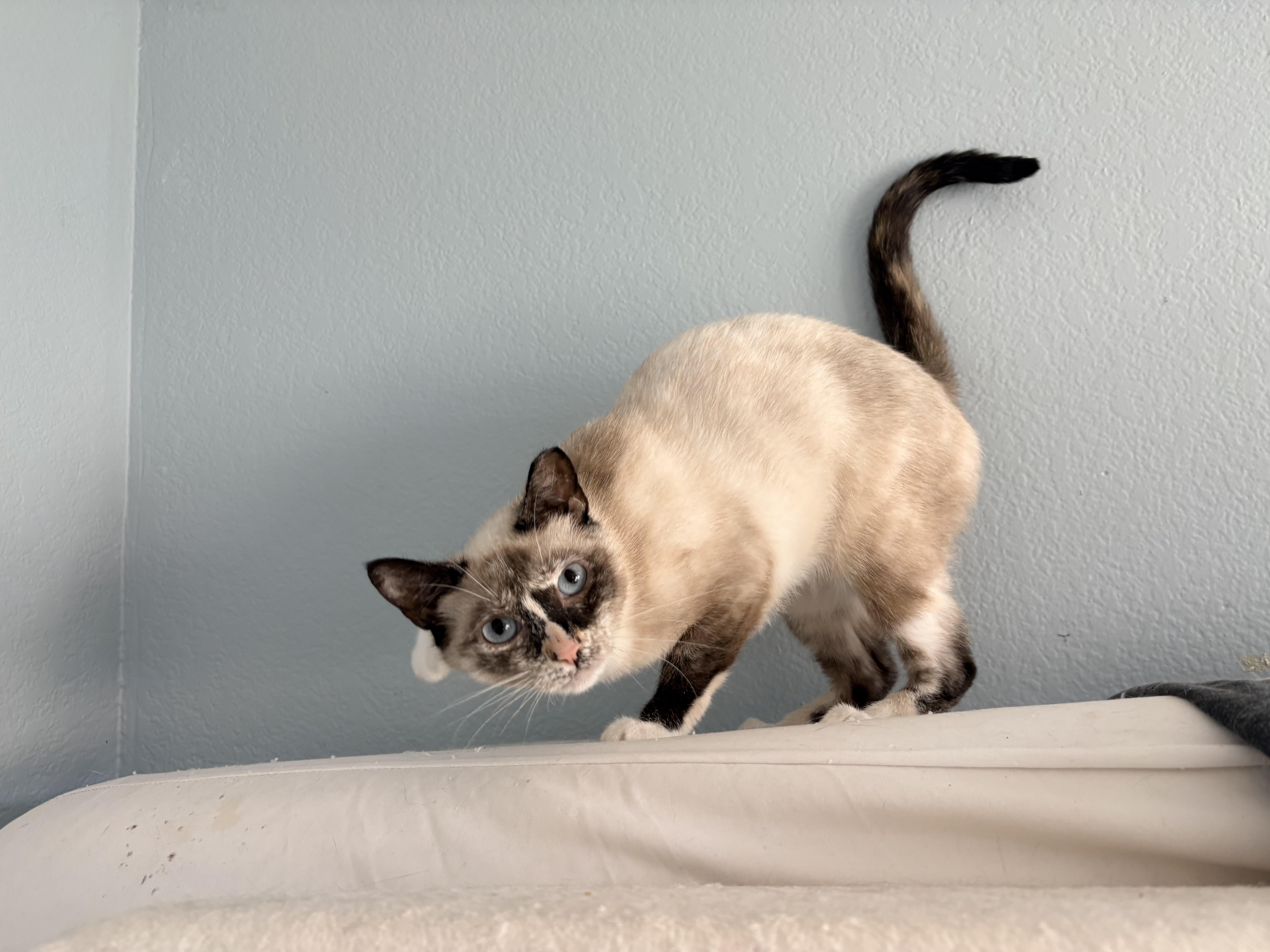 Estrella, Adoptable, Young Female Siamese & Tortoiseshell.