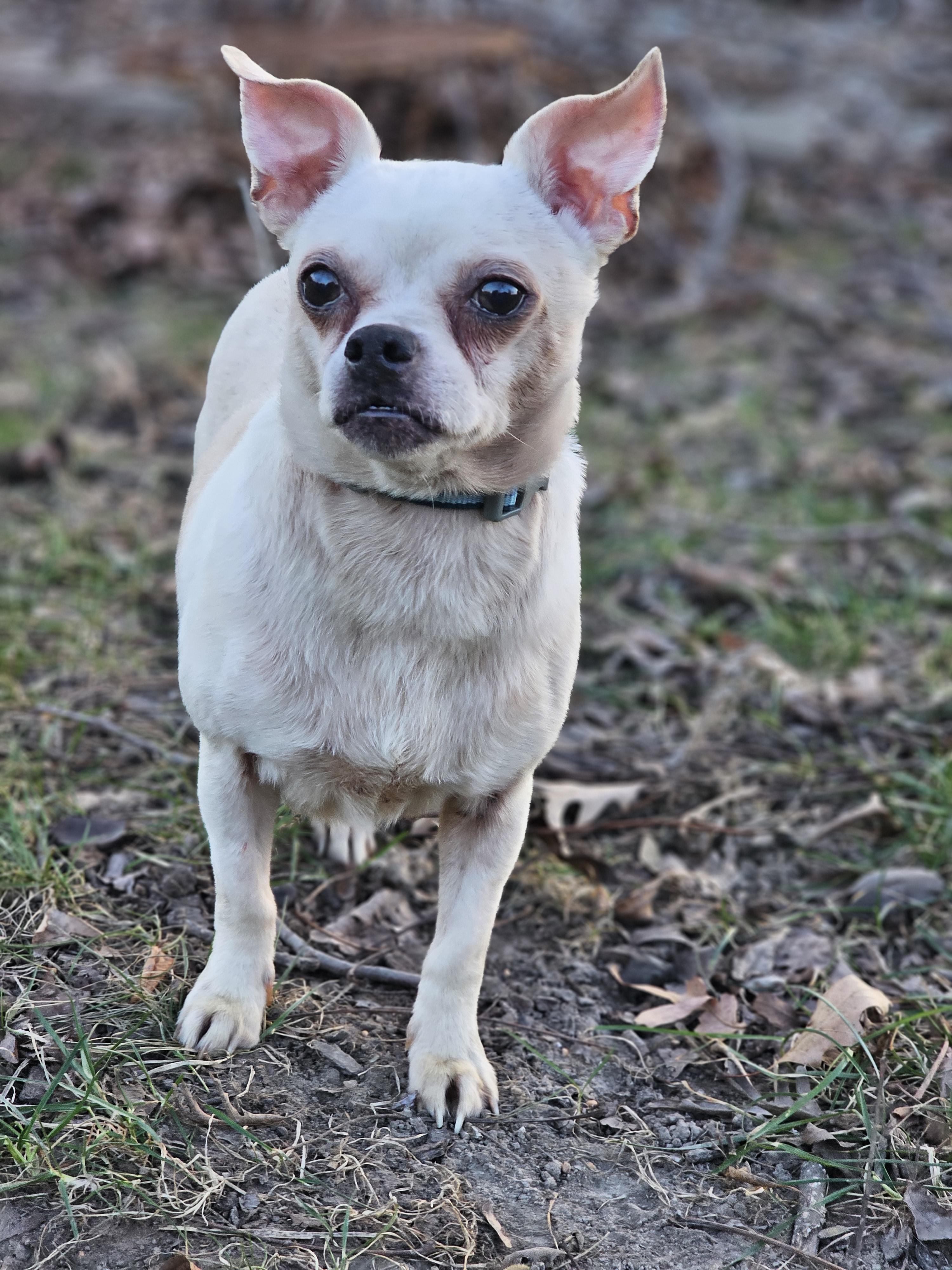 Enlarge King and Bentley , a ADOPTABLE mixed breed in O Fallon, IL image 5/5