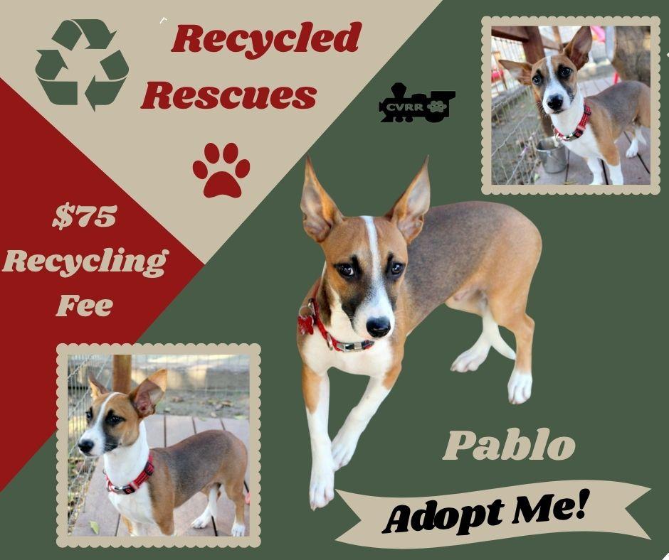 Enlarge Pablo, a Adoptable mixed breed in LINDSAY, CA image 1/1