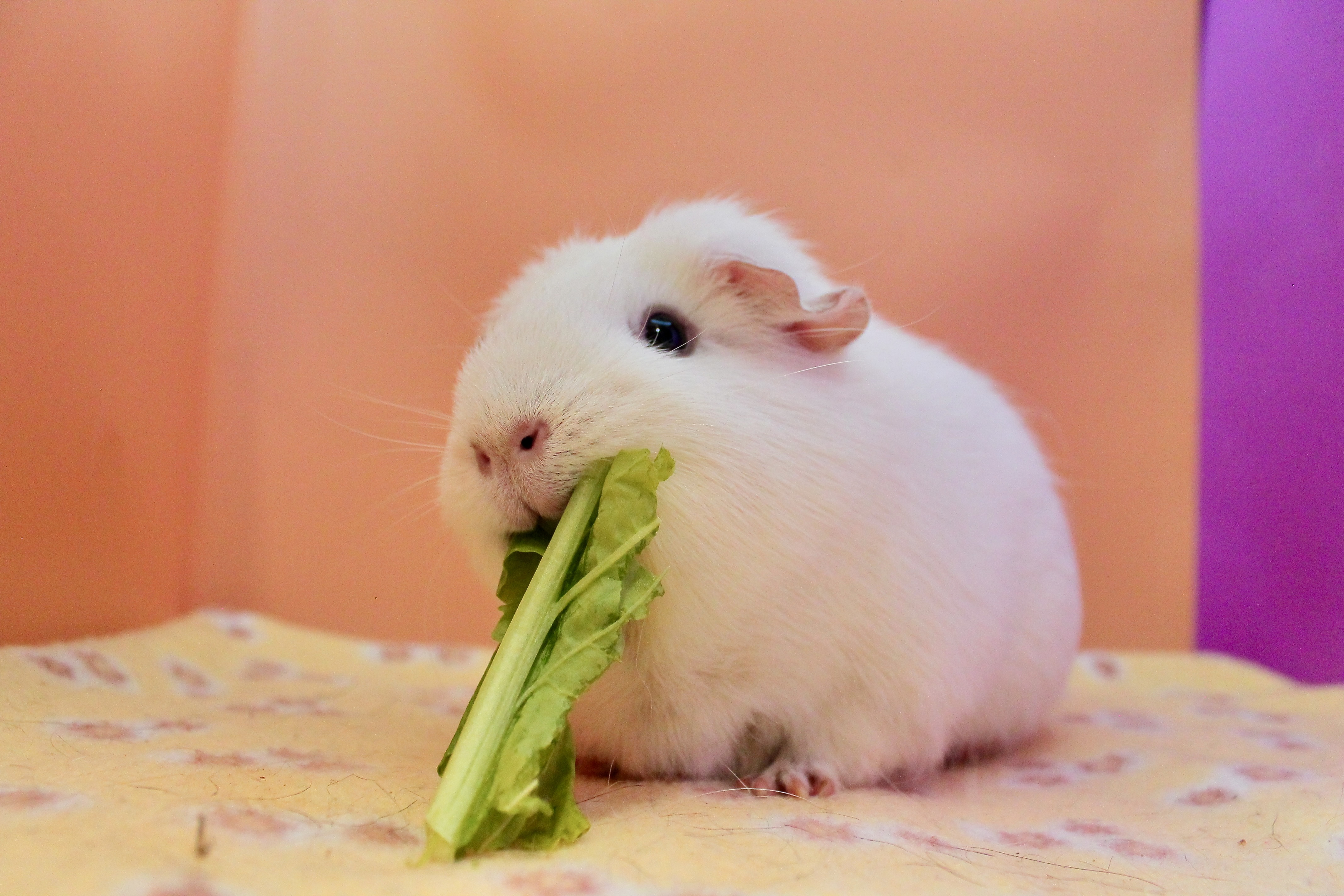 Chanel, a Adoptable mixed breed in Eagle River, AK image 1/2