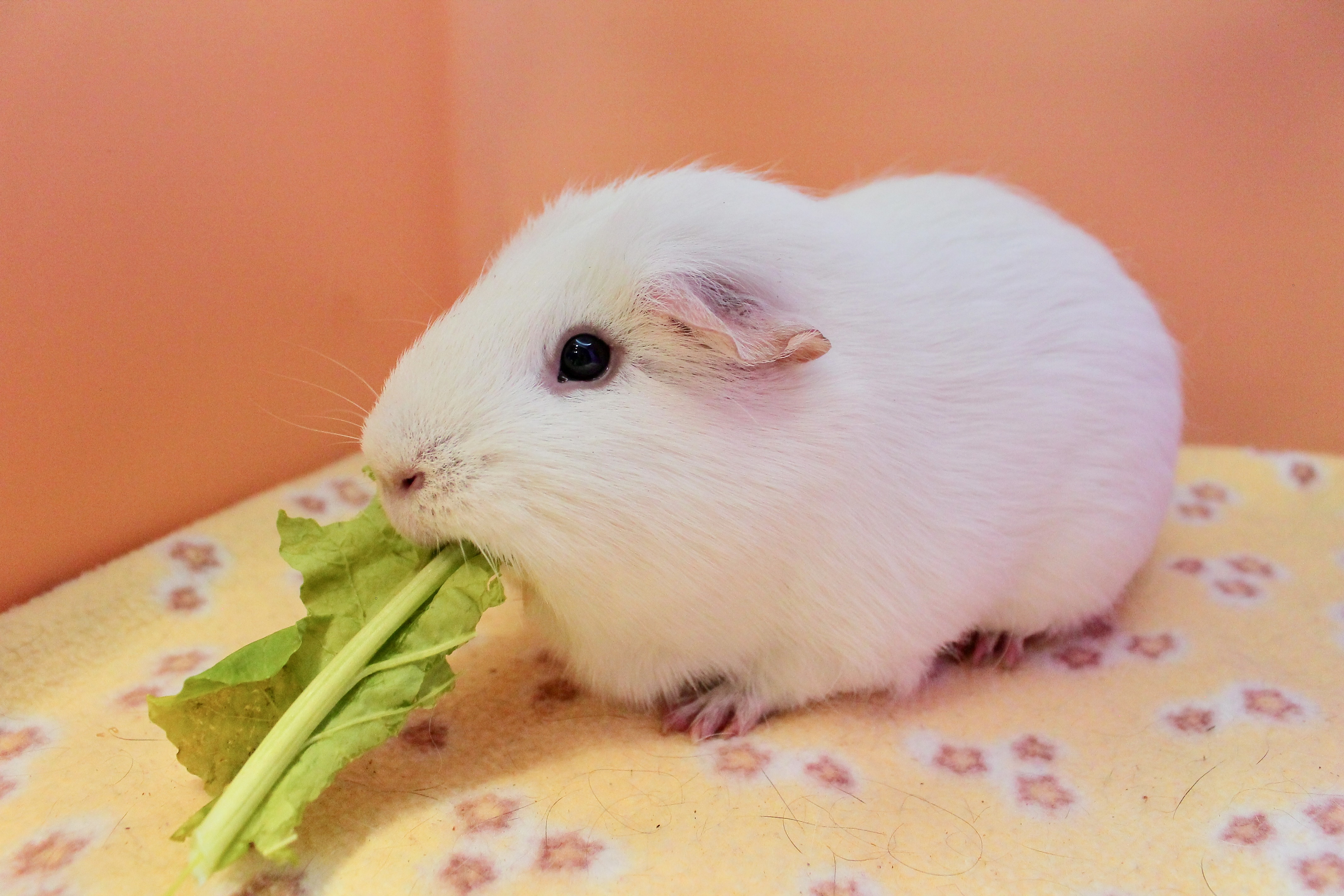 Chanel, Adult Female unknown