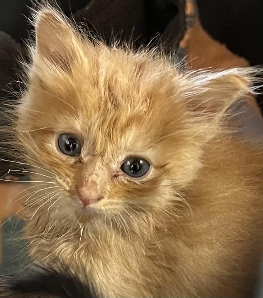 Enlarge Pumpkin, a Adoptable Domestic Medium Hair in Webster City, IA image 2/2