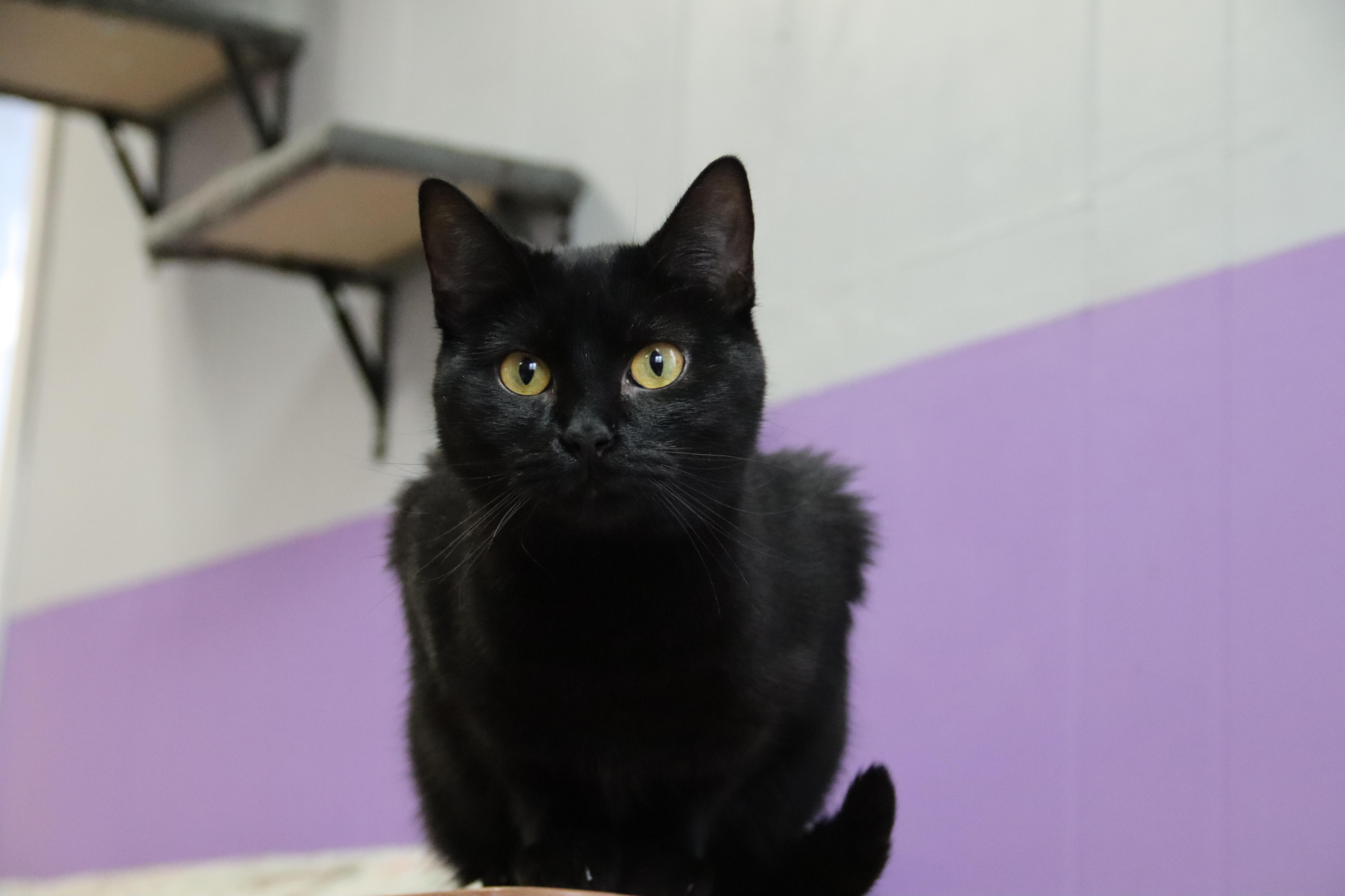 Enlarge Inky, a Adoptable Domestic Short Hair in Kalamazoo, MI image 1/1