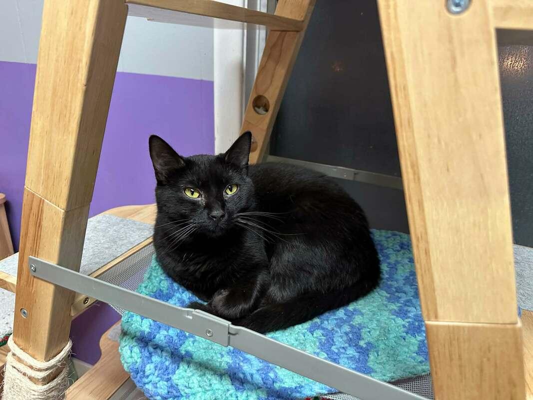 Enlarge Inky, a Adoptable Domestic Short Hair in Kalamazoo, MI image 1/1