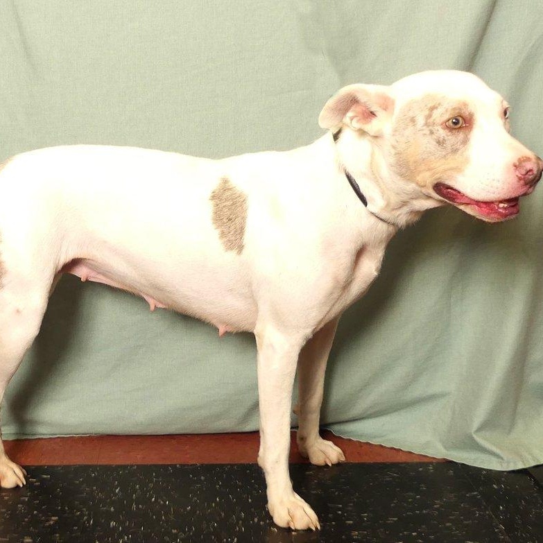 TESS, Adoptable, Adult Female Australian Cattle Dog / Blue Heeler.