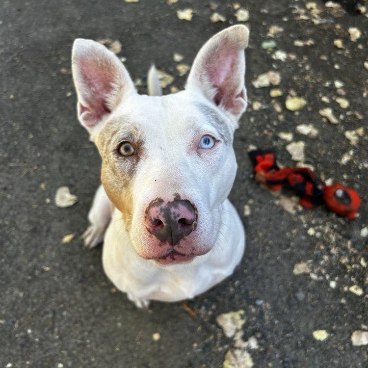 TESS, a Adoptable mixed breed in Ukiah, CA image 2/4