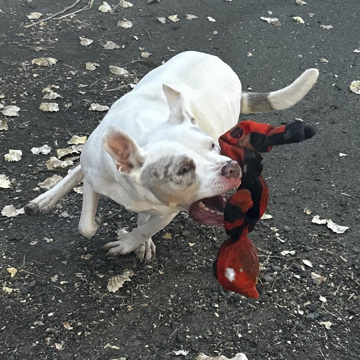 TESS, a Adoptable mixed breed in Ukiah, CA image 3/4