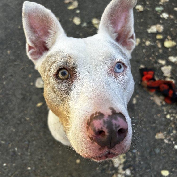 TESS, a Adoptable mixed breed in Ukiah, CA image 4/4