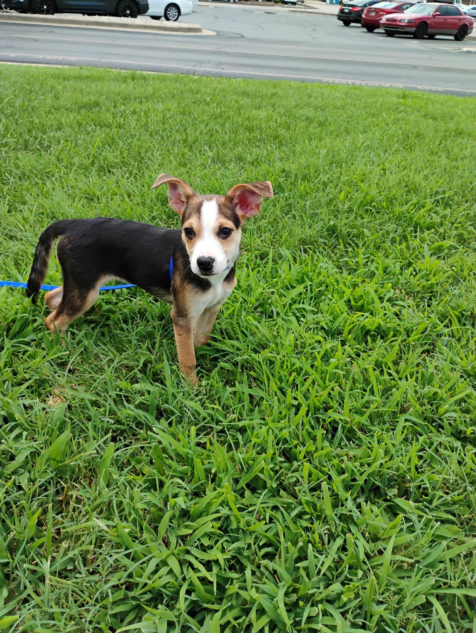 Johnson, Adoptable, Puppy Male Puggle.