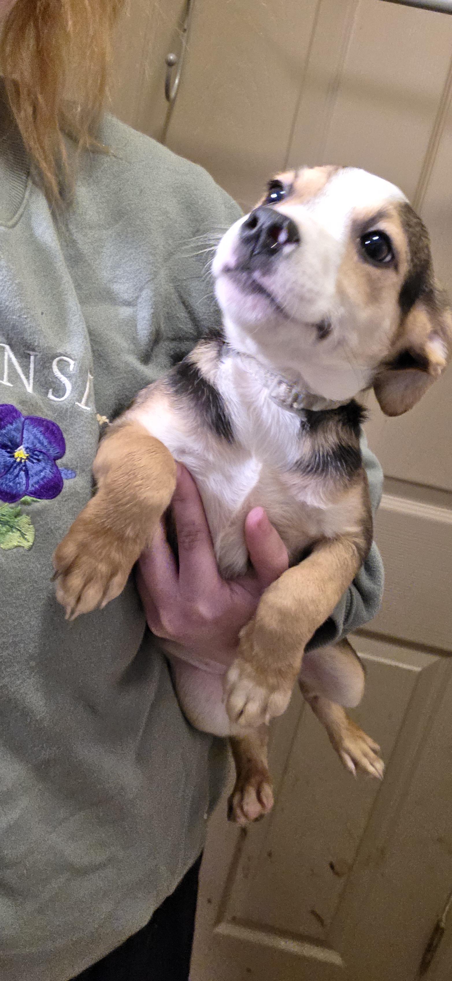 Enlarge Johnson, a Adoptable mixed breed in Evansville, IN image 3/3