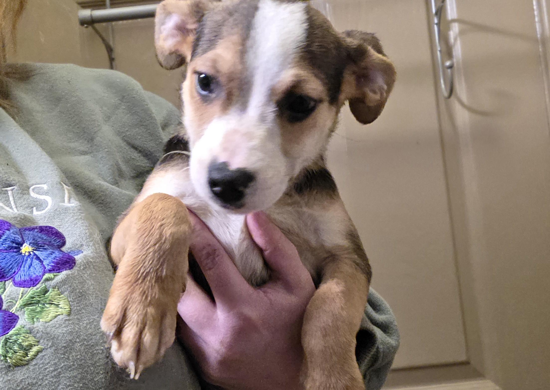 Enlarge Johnson, a Adoptable mixed breed in Evansville, IN image 2/3