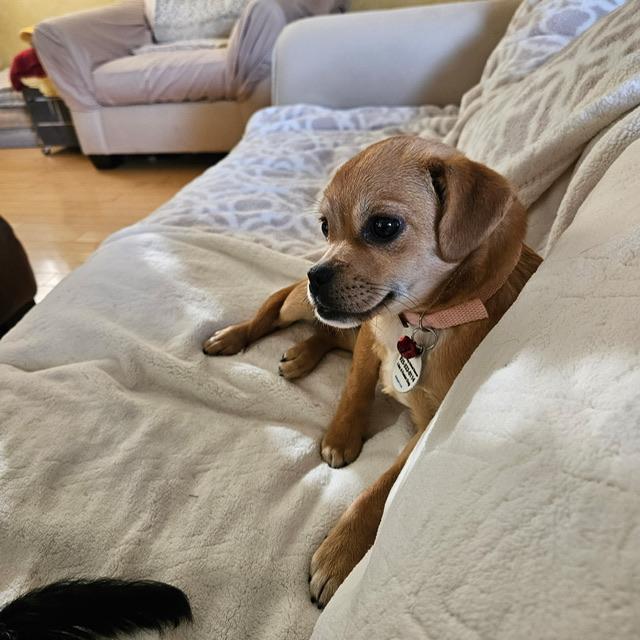 Penelope, a ADOPTABLE mixed breed in clayton , CA image 3/6