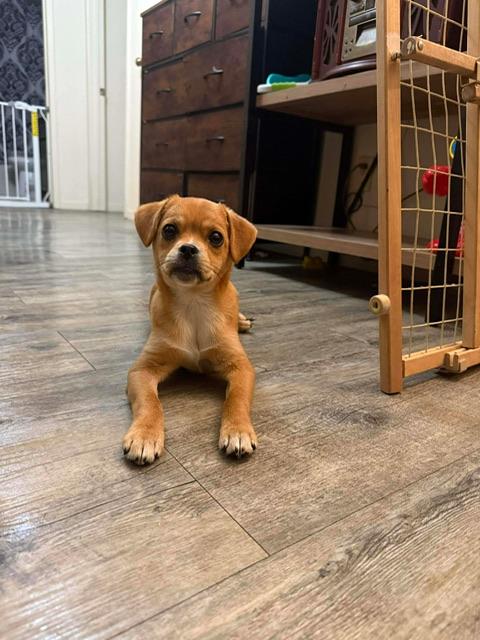 Penelope, a ADOPTABLE mixed breed in clayton , CA image 5/6