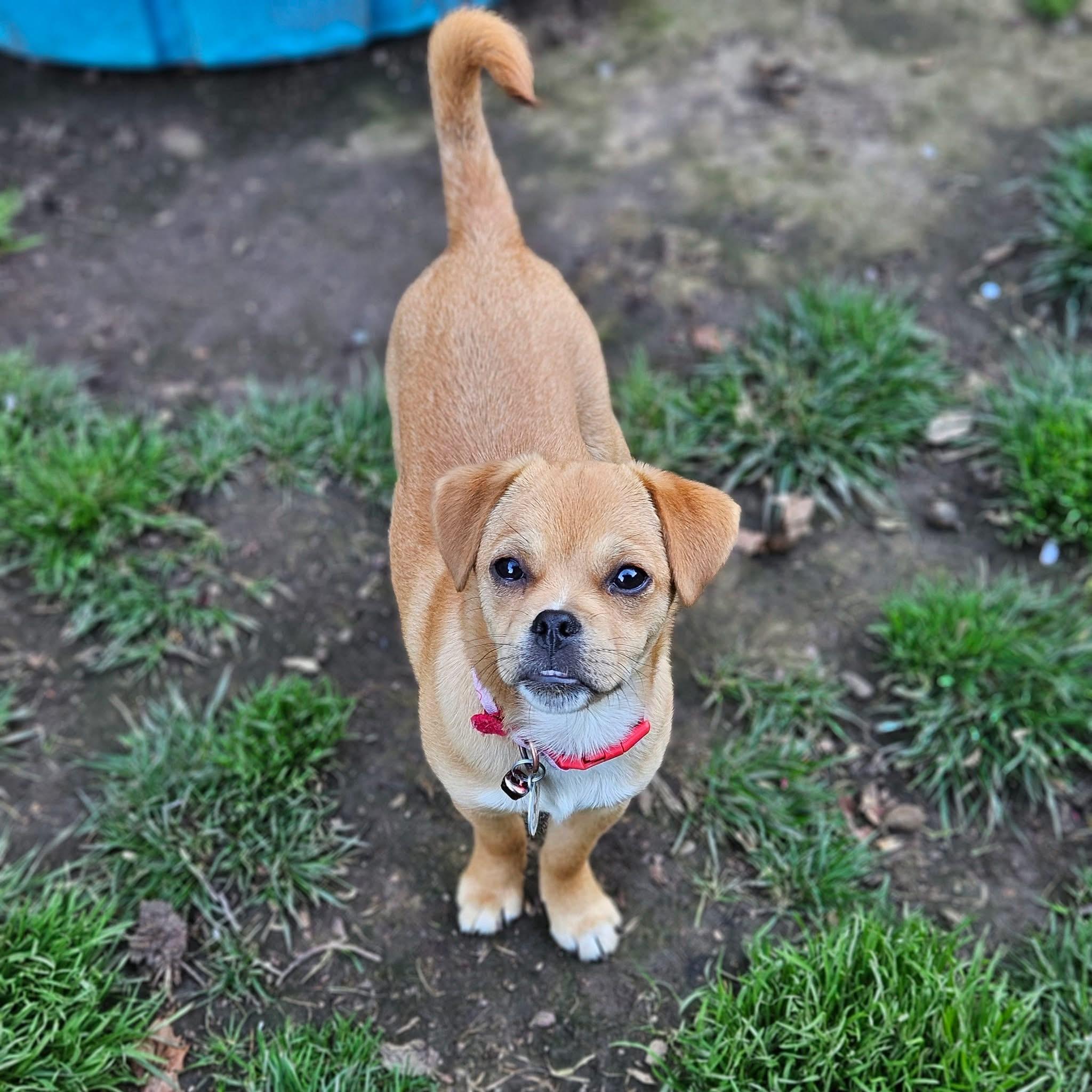 Penelope, ADOPTABLE, Puppy Female Chug & Beagle.