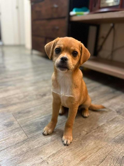 Penelope, a ADOPTABLE mixed breed in clayton , CA image 2/6