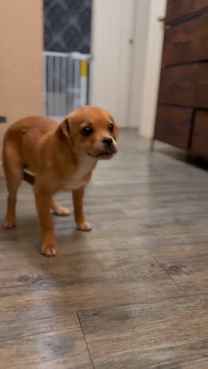 Enlarge Penelope, a ADOPTABLE mixed breed in clayton , CA video 6/6