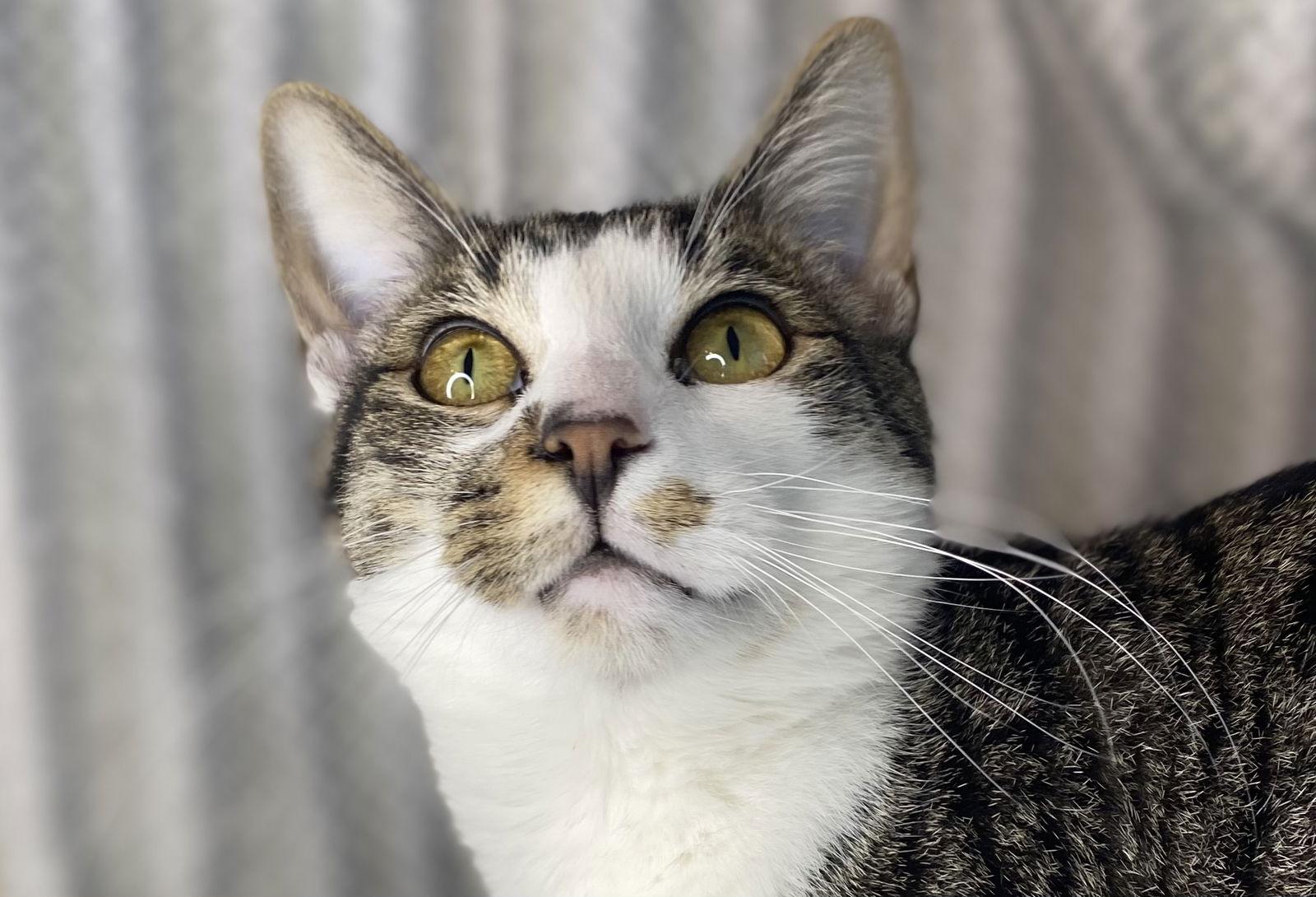 Cormac - SEE ME @ PETCO!, Adoptable, Kitten Male Domestic Short Hair & Tabby.